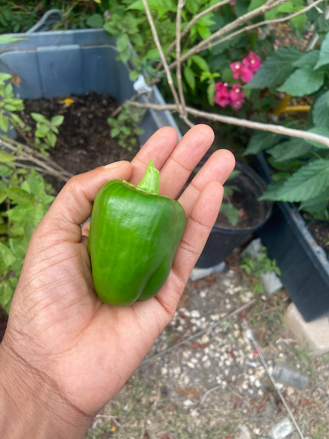 Gardening in St.Croix logo